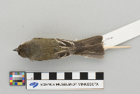 Empidonax minimus image