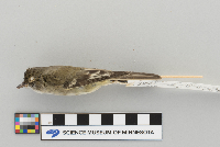 Empidonax minimus image