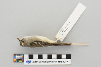 Empidonax minimus image