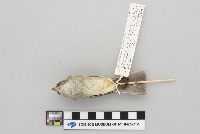 Empidonax minimus image