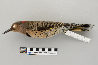 Colaptes auratus image