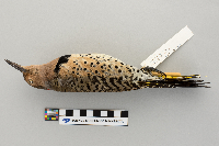 Colaptes auratus image