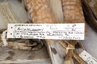 Accipiter cooperii image
