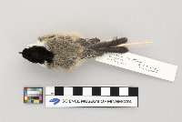 Poecile atricapillus image