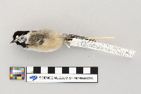 Poecile atricapillus image
