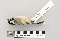 Poecile atricapillus image