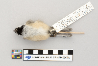 Poecile atricapillus image