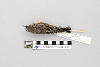 Dendroica coronata image