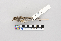 Dendroica coronata image