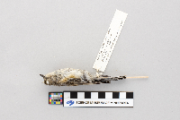 Dendroica coronata image