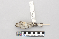 Dendroica coronata image