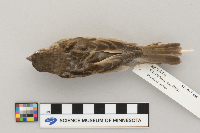 Passer domesticus image