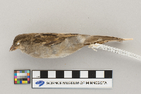 Passer domesticus image