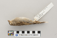 Passer domesticus image