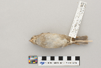 Passer domesticus image