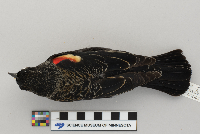 Agelaius phoeniceus image