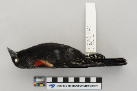 Agelaius phoeniceus image