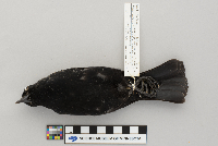 Agelaius phoeniceus image
