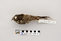 Caprimulgus vociferus image