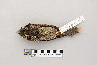 Caprimulgus vociferus image