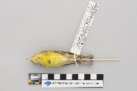 Vermivora ruficapilla image