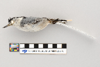 Sitta carolinensis image