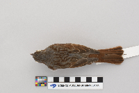Passerella iliaca image