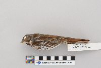 Passerella iliaca image