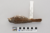 Passerella iliaca image