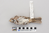 Passerella iliaca image
