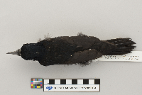 Picoides arcticus image