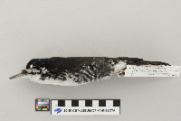 Picoides arcticus image