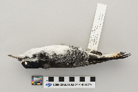 Picoides arcticus image