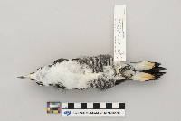 Picoides arcticus image