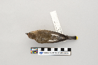 Bombycilla cedrorum image