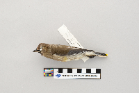 Bombycilla cedrorum image
