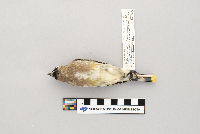 Bombycilla cedrorum image