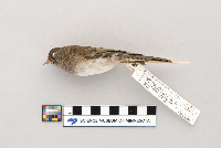 Junco hyemalis image