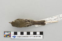 Empidonax minimus image