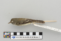 Empidonax minimus image