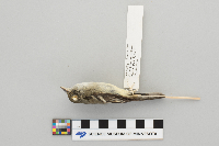 Empidonax minimus image