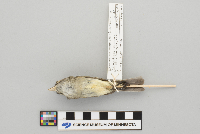 Empidonax minimus image