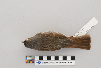 Passerella iliaca image