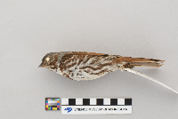 Passerella iliaca image