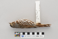 Passerella iliaca image