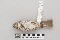 Passerella iliaca image