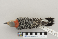 Melanerpes carolinus image
