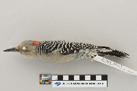 Melanerpes carolinus image