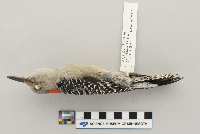 Melanerpes carolinus image