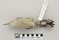 Melanerpes carolinus image